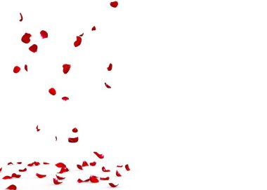 Gül yaprakları yere çok güzel düşer. İzole edilmiş beyaz arkaplan