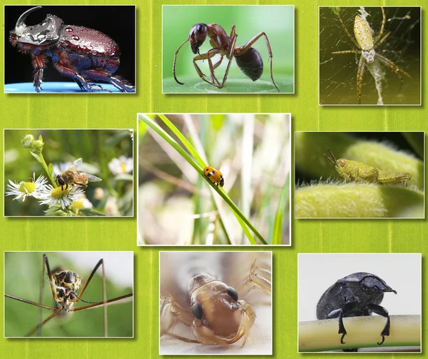 Collage Makro Bilder Insekter Bakgrunden Tropiska Grönt Blad — Stockfoto