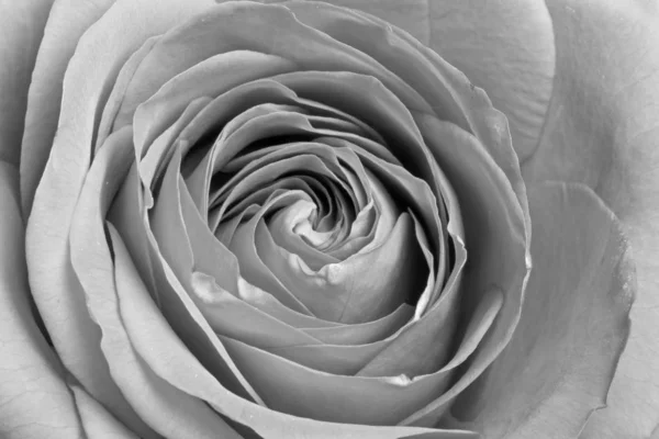 Black White Rose Background Macro Scale — Stock Photo, Image