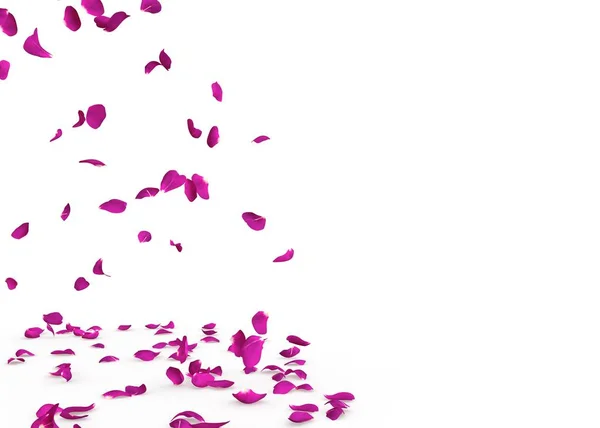 Pétalos Rosa Púrpura Caen Maravillosamente Suelo Fondo Blanco Aislado —  Fotos de Stock