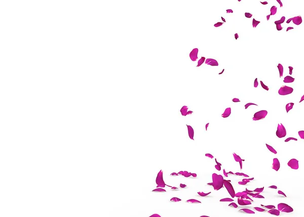 Violette Rosenblätter Fallen Wunderschön Auf Den Boden Isolierter Weißer Hintergrund — Stockfoto