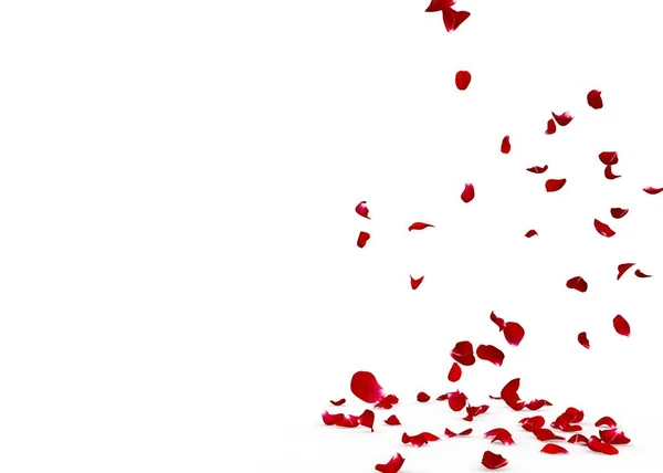 Rosenblätter Fallen Wunderschön Auf Den Boden Isolierter Weißer Hintergrund — Stockfoto