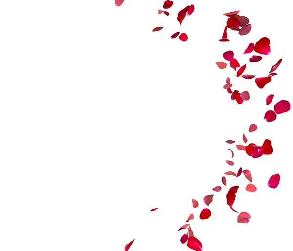 Пелюстки Червоної Троянди Летять Колу Центр Вільного Місця Ваших Фотографій Стокове Фото