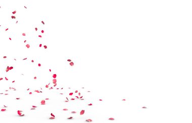 Küçük gül yaprakları sinek ve yere düşer. İzole beyaz arka plan