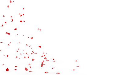 Küçük gül yaprakları sinek ve yere düşer. İzole beyaz arka plan