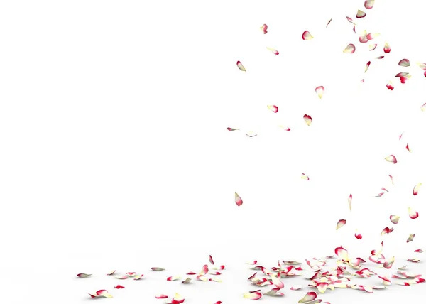 小さなバラの花びらは フライし 床に落ちる 孤立した白い背景 — ストック写真