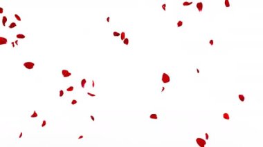 Kırmızı gül yaprakları sorunsuz yana doğru bir beyaz ve siyah arka plan üzerinde uçmak. Alfa kanalı. 4k kalitesi. 60 fps