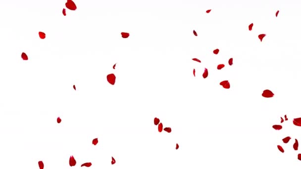 Petali Rosa Rossa Volano Dolcemente Lateralmente Uno Sfondo Bianco Nero — Video Stock