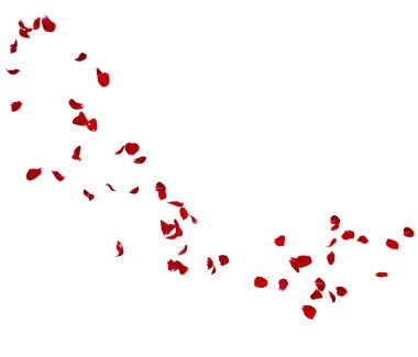 Kırmızı gül yaprakları bir daire içinde sinek. Fotoğraf ve metin için merkezi boş alan