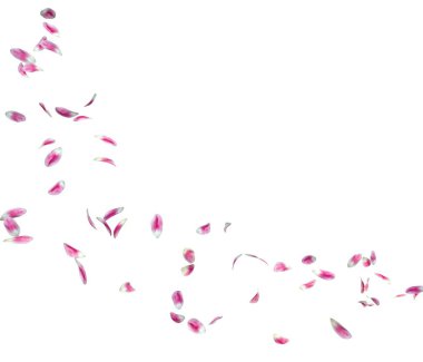 Lale yaprakları bir daire içinde uçar. Fotoğraflarınız veya metniniz için orta boş alan