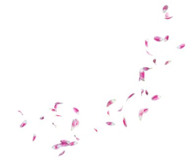 Lale yaprakları bir daire içinde uçar. Fotoğraflarınız veya metniniz için orta boş alan