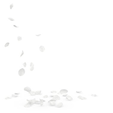 Gül beyaz yaprakları sinek ve yere düşmek