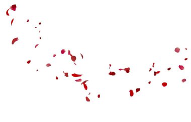 Beyaz arka planda uçan gül yaprakları