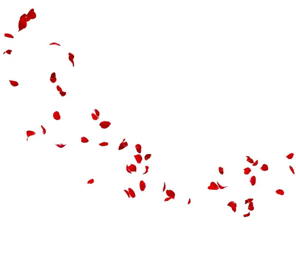 Petalele de trandafir roșu zboară într-un cerc. Centrul spațiu liber pentru fotografiile sau textul dvs. — Fotografie, imagine de stoc