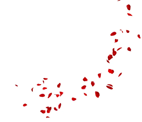 Los pétalos de rosa roja vuelan en círculo. El centro de espacio libre para sus fotos o texto — Foto de Stock