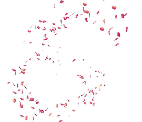 Rode rozenblaadjes vliegen in de lucht — Stockfoto