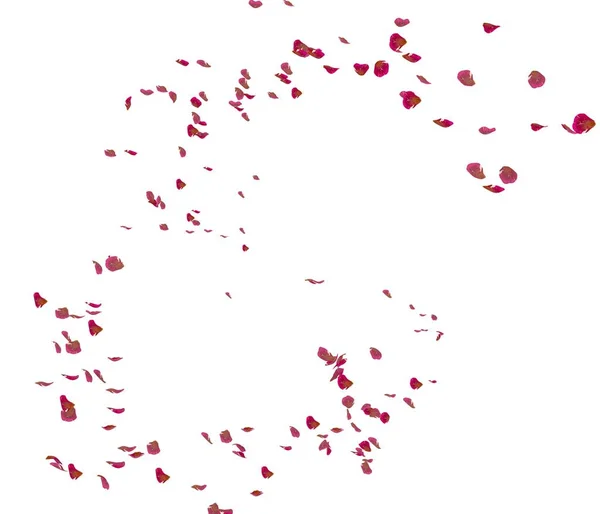 Des pétales de rose rouge volent dans l'air — Photo