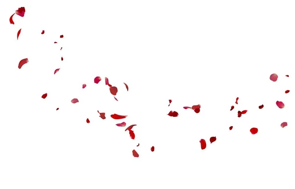 Petali di rosa che volano su sfondo bianco — Foto Stock