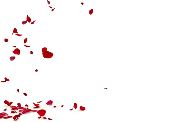 Rose petals fall beautifully on the floor — Stock Photo, Image