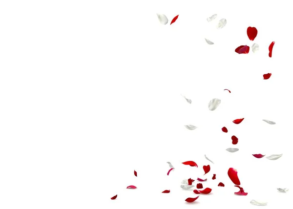 Petali di rosa rossi e bianchi cadono a terra — Foto Stock