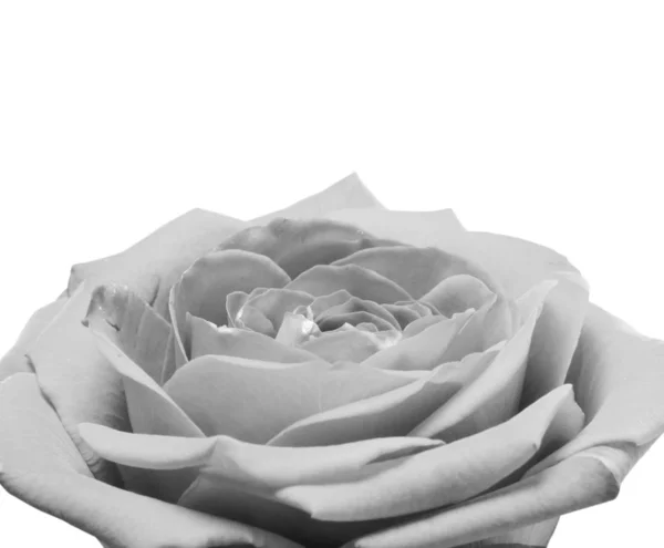 Černobílá růže blízko — Stock fotografie