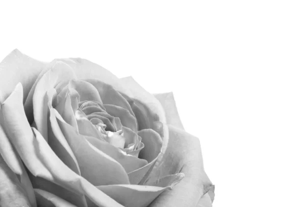 Black and white rose close up — Stock Photo, Image