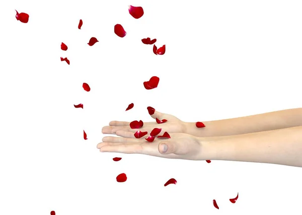 Das Mädchen fängt mit den Händen die Blütenblätter einer roten Rose ein. isolierter weißer Hintergrund — Stockfoto