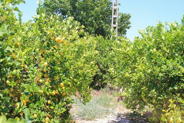 Plantation of ripe lemons in Spain — Stock Photo, Image