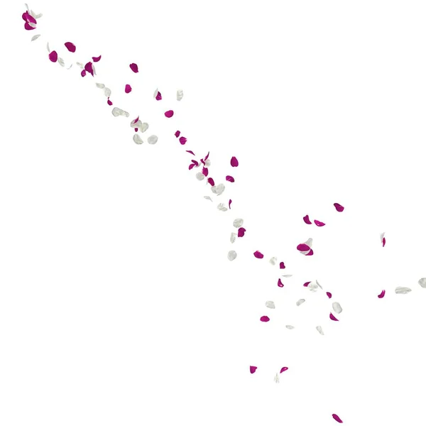 Paarse en witte rozenblaadjes vliegen de lucht in. Geïsoleerde witte achtergrond — Stockfoto