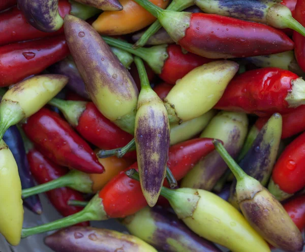 Gekleurde hete chili pepers — Stockfoto