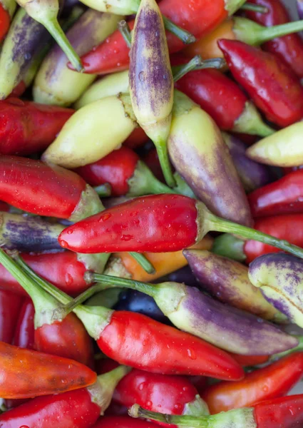 Mnohobarevné horké chilli papričky — Stock fotografie