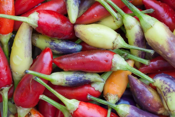 Többszínű csípős chili paprika — Stock Fotó