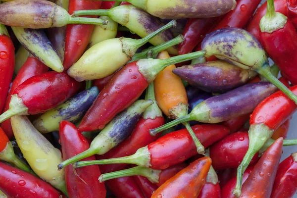 Chiles picantes multicolores — Foto de Stock