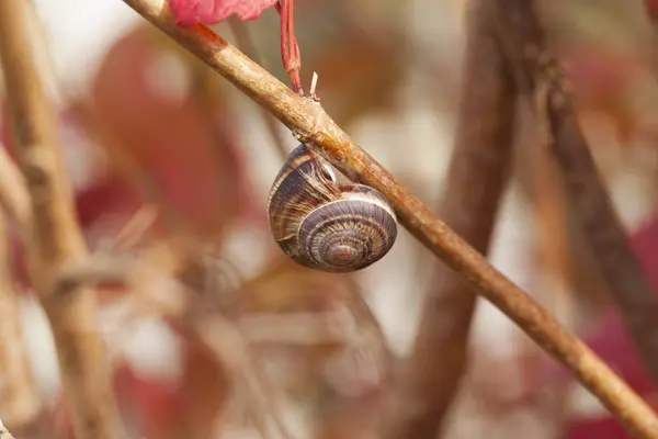 Lumaca in scala macro su un ramo — Foto Stock