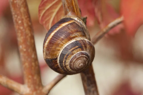 Lumaca in scala macro su un ramo — Foto Stock