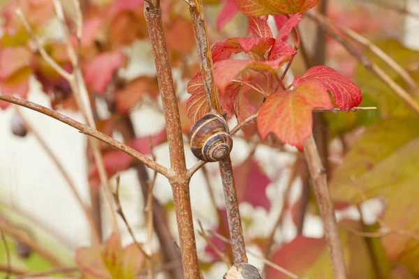 Snail in macro scale on a branch — Stock Photo, Image