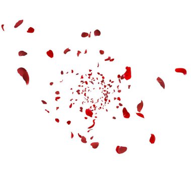 Havada dönen kırmızı gül yaprakları. Beyaz izole arkaplan