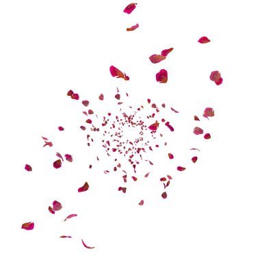 Kırmızı kurdeleli gül yaprakları havada dönüyor. Beyaz izole arkaplan