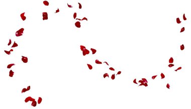 Kırmızı gül yaprakları beyaz izole bir arka planda havada uçuşuyor.