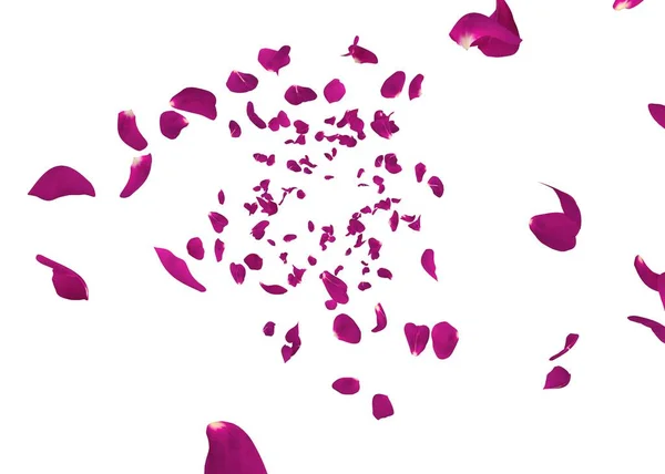 Purple rose petals swirl in the air. White isolated background