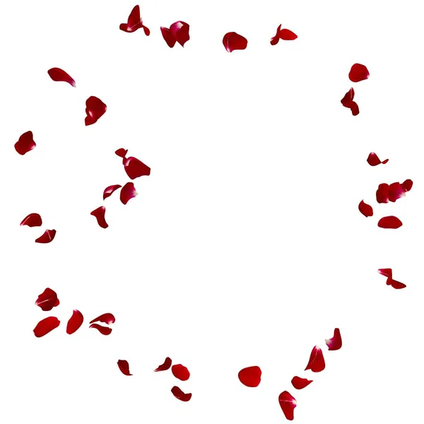 Red Rose Petals Fly Air White Isolated Background — Stock Photo, Image