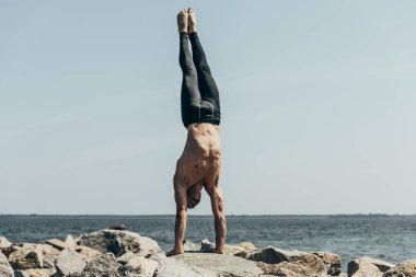 sporty shirtless man doing handstand (adho mukha vrksasana) on rocky seashore clipart