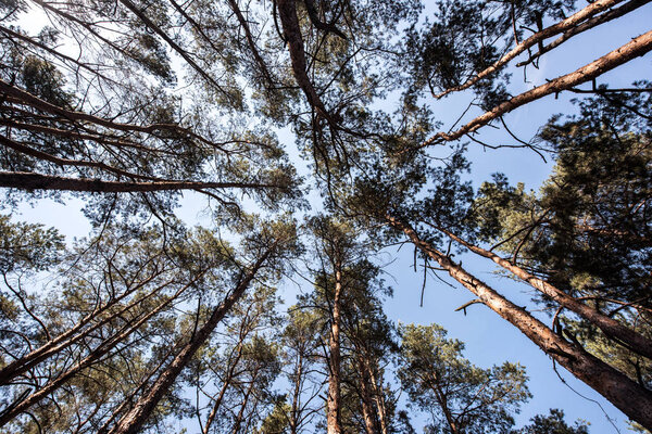 bottom view of pine trees with blue sky in forest