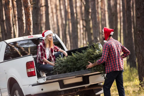 young couple in santa hats carrying fir tree for christmas into pickup truck in forest