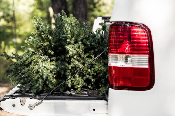 close up of green fir tree for christmas in pickup truck