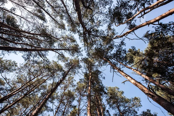 Vue du bas des pins avec ciel bleu dans la forêt — Photo de stock