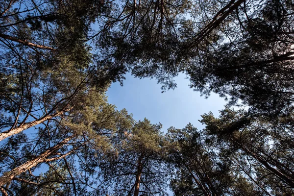 Bottom view of pine trees with copy space on blue sky — Stock Photo