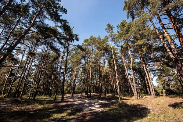 Landscape with forest with pine trees and blue sky — Stock Photo