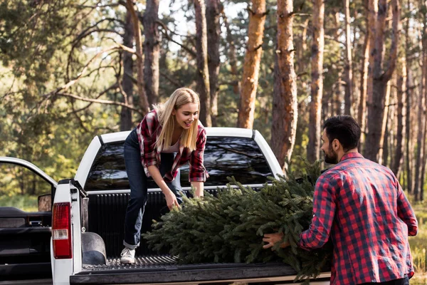 Casal feliz carregando abeto para o Natal em pickup caminhão na floresta — Fotografia de Stock