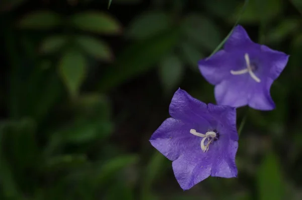 Una Campanilla Púrpura Jardín — Foto de Stock